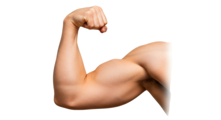 Isolated Bicep Muscule Arm