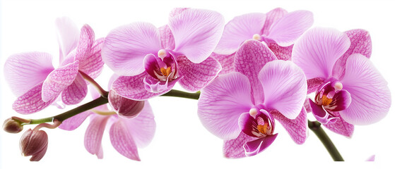 A close-up featuring different types of orchids