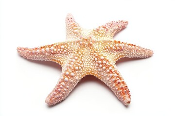 Starfish on White Background (1)