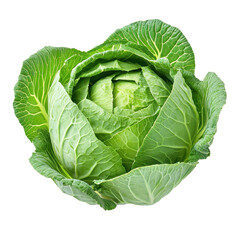 Obraz premium Fresh cabbage with vibrant green leaves arranged on a white background for culinary presentation and natural appeal, Fresh cabbageisolated on white background