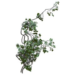 Climbing plants creepers vine isolated on white background 3d illustration