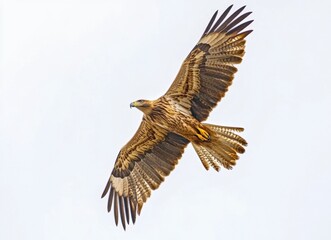 Obraz premium Soaring Eagle Bird of Prey Against Plain Sky for Wildlife Concept