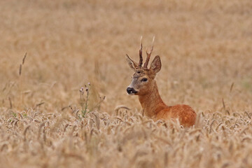 Sarna europejska (Capreolus capreolus) roe deer © Bartosz Rakoczy