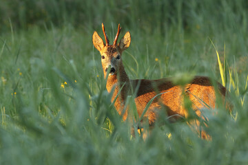 Sarna europejska (Capreolus capreolus) roe deer © Bartosz Rakoczy