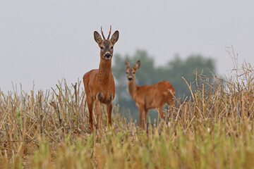 Sarna europejska (Capreolus capreolus) roe deer © Bartosz Rakoczy