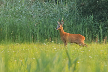 Sarna europejska (Capreolus capreolus) roe deer © Bartosz Rakoczy