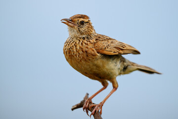 A rufous-naped lark perched on a twig