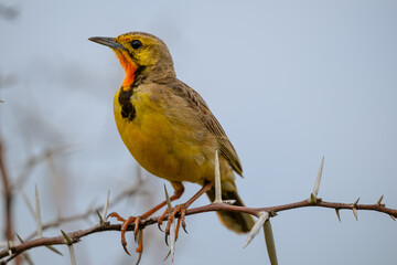 An orange throated long claw perched in a thorn bush