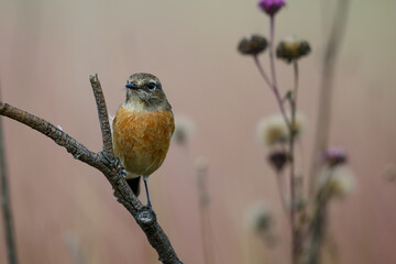 A female stonechat perched on a branch