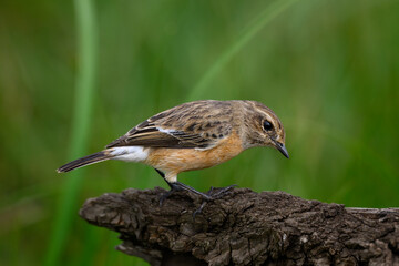 A female stonechat perched on a log