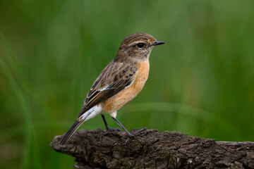 A female stonechat perched on a log