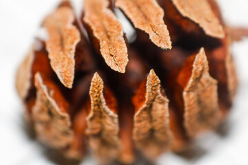Detailed macro shot of a textured brown pine cone against a blurred background.