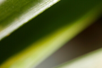 Dark green leaf texture, Natural green leaves using as nature background wallpaper or tropical leaf cover page