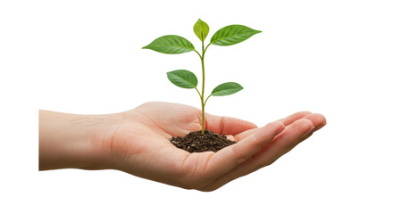 Isolated Hand Holding Plant Seedling