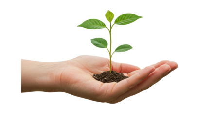 Isolated Hand Holding Plant Seedling