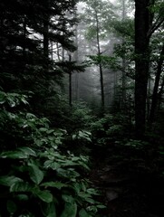 Obraz premium Misty forest path surrounded by lush greenery