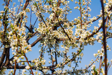 Plum tree branches full of delicate white blossoms against a clear blue sky in spring.