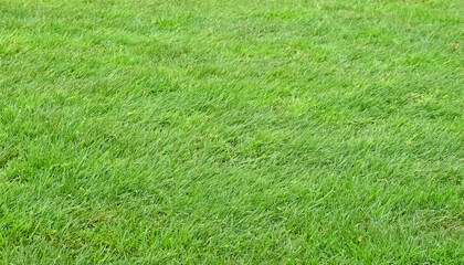 芝生をクローズアップした背景