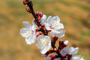 Branch of apricot blossoms with delicate white petals and pink centers, some still in bud, against a blurred background. Springtime.