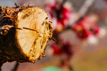 the cut end of a tree branch, revealing its growth rings, bark, and rough texture. Natural wood detail.