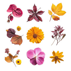 Beautiful autumn flowers and leaves arranged artistically on a Transparent background for a seasonal display, of autumn flowers isolated on a PNG background