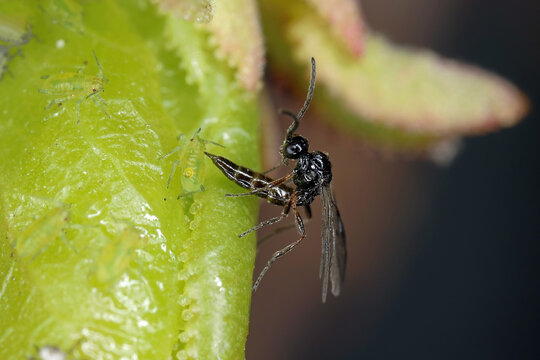 Aphidius wasp parasite stinging, ovipositing an egg in aphid body.