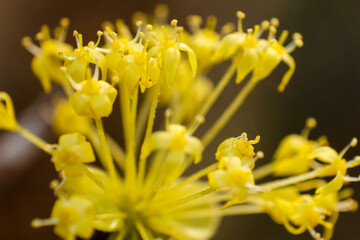 Fototapeta premium close up of yellow flowers blooming from cornelian cherry