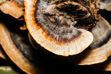 Close-up of a bracket fungus, possibly Trametes versicolor (Turkey Tail), showing its colorful...