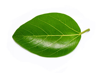 Banyan tree (Ficus benghalensis) leaves isolated on white background. natural green leaf