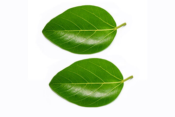 Banyan tree (Ficus benghalensis) leaves isolated on white background. natural green leaf