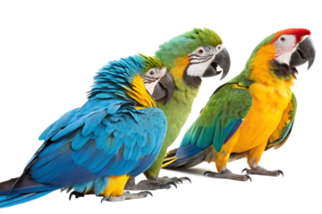 Group of Colorful Macaws Isolated on White Background