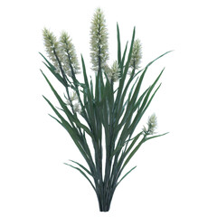 Fototapeta premium Bunch of yucca flower with vibrant leaves isolated on transparent background in 3D transparent background isolated png stock