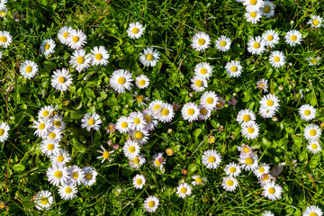 A cluster of daisies (Bellis perennis) as a natural background.