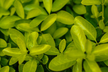 Close-up of vibrant green leaves, showcasing plant diversity. Spring growth.