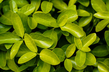 Close-up of vibrant green leaves, showcasing plant diversity. Spring growth.