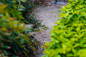 Close-up of vibrant green leaves, showcasing plant diversity. Spring growth.