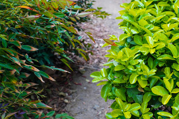 Close-up of vibrant green leaves, showcasing plant diversity. Spring growth