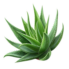 Aloe Vera Plant Image: High-Res Stock Photo on transparent background