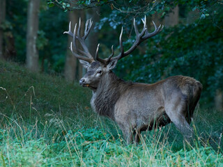 Red deer (Cervus elaphus)
