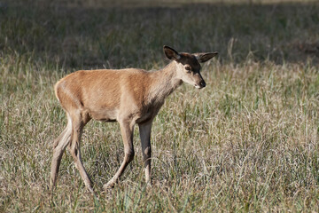 Red deer (Cervus elaphus)