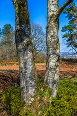 Lickey Hills Country Park West Midlands England UK