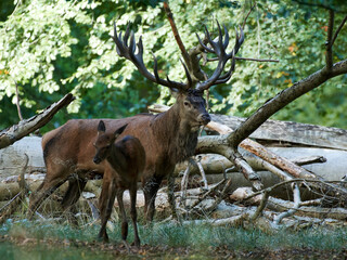 Red deer (Cervus elaphus)