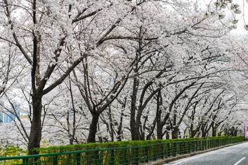 Cherry Blossom Symphony A Serene Springtime Landscape with Blossoming Trees Along the Road