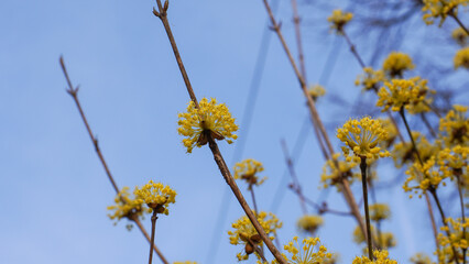 Yellow Blooming Cornelian Cherry Blossoms Against a Blue Sky