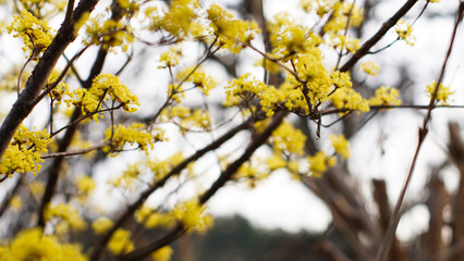 Obraz premium yellow flowers blooming from cornelian cherry
