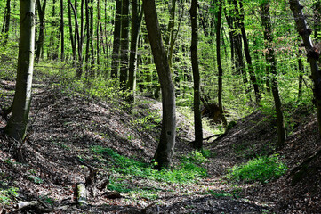 deciduous trees in bright green spring forest. green foliage. bright sunlight shining through. hilly brown valley. beauty in nature. parks and outdoor