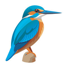Kingfisher vector and illustration.