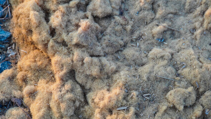 Natural wood sawdust background. Waste wood processing in the workshop