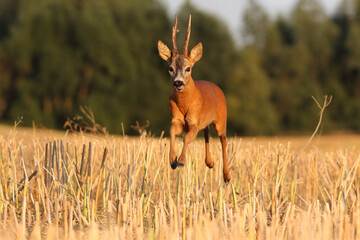 Sarna europejska (Capreolus capreolus) roe deer © Bartosz Rakoczy
