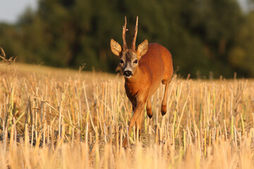 Sarna europejska (Capreolus capreolus) roe deer © Bartosz Rakoczy